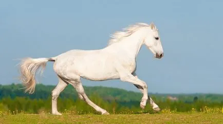 Oryol история порода коне, характеристики и описание със снимки в тръс