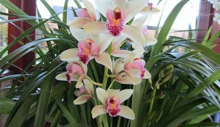 Cymbidium Orchid - трансплантация у дома