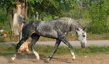 Oryol история порода коне, характеристики и описание със снимки в тръс