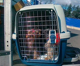 Transportul de câini în avion