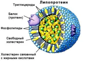 Черен дроб и холестерол - връзката и колко се синтезира в черния дроб