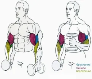 Пикът на бицепс, спорт и здраве