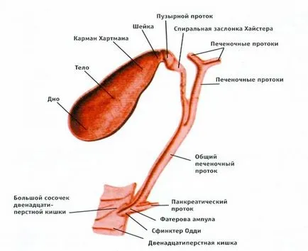 Чернодробни колики симптоми при жените и мъжете, оказване на първа помощ