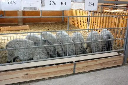 Романов овцевъдството, земеделска фирма авангард