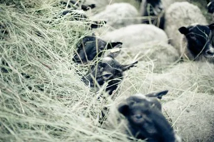 Романов овцевъдството, земеделска фирма авангард