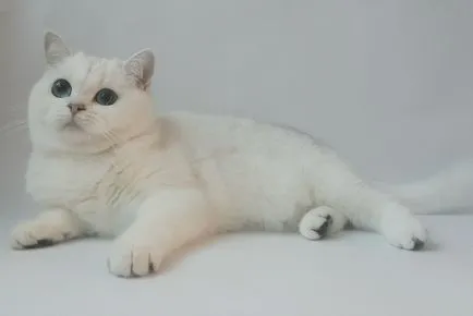 felisa British Shorthair la Moscova