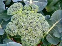 De ce înflorește broccoli