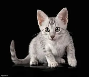 Miért macskák, mint a menta, macska asszisztens