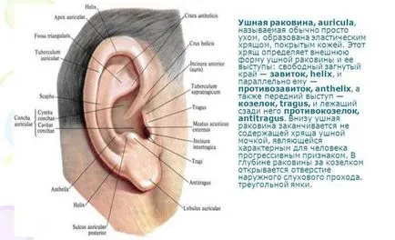 Защо боли хрущяла на ухото, след като спи навън - основните причини