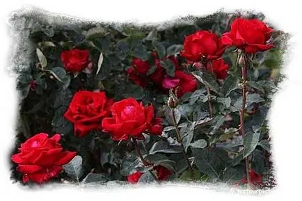 De ce Red Rose - emblema iubirii, ceea ce o legenda este asociat cu un trandafir rosu