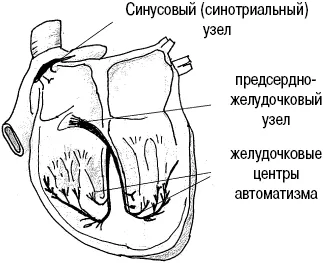 Инна Измаилов, спрете инфаркт