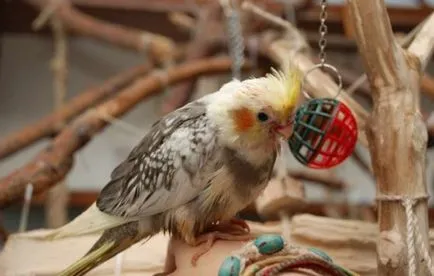 Играчки за папагал Корела, нашите птици