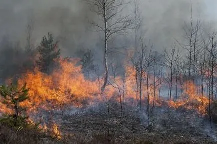 Informații despre tehnica slash și arde utilizate în agricultură