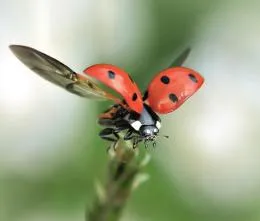 insecte benefice în grădină