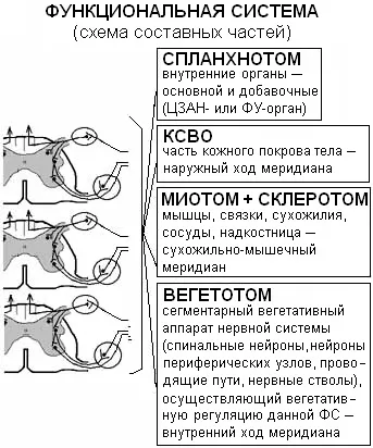 Points by - electrodiagnosis reflex - întrebări și răspunsuri