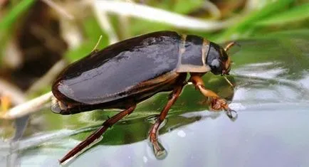 insecte benefice în grădină