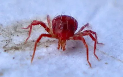 insecte benefice în grădină