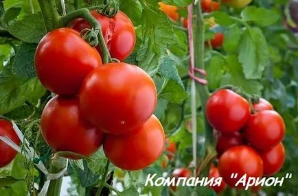 Поливане на домати в функции на парникови газове и буболечки