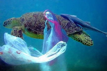 A műanyag zacskók súlyosan károsíthatja a környezetet - vegán