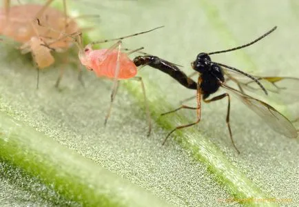 insecte benefice în grădină