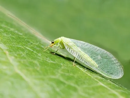 insecte benefice în grădină