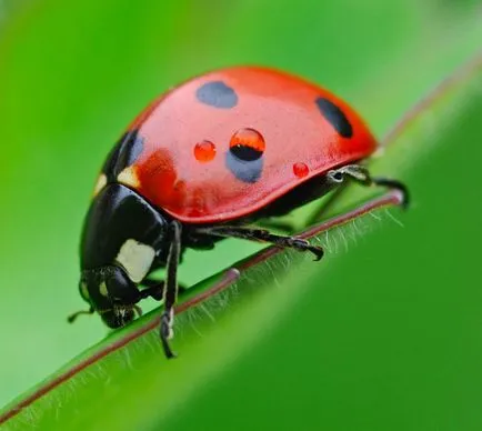 insecte benefice în grădină