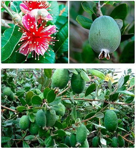 Feijoa полезни свойства и противопоказания, сок, конфитюр