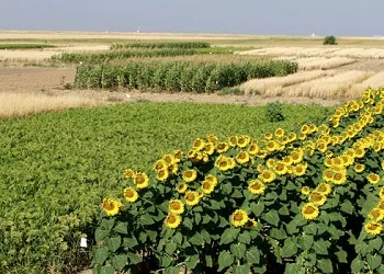 Apoi planta de floarea-soarelui