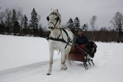 Rasa de cai Orlov Trotter descriere, conținut, îngrijire