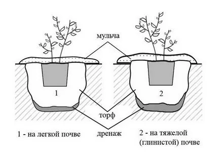 Засаждане Боровинки - върши добра работа, в градината ()