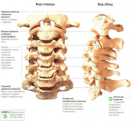 coloanei vertebrale fotografie