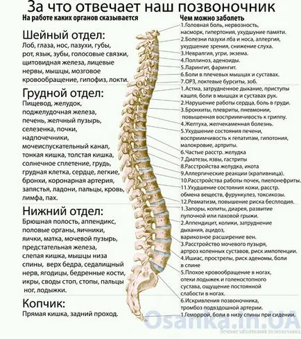 coloanei vertebrale fotografie