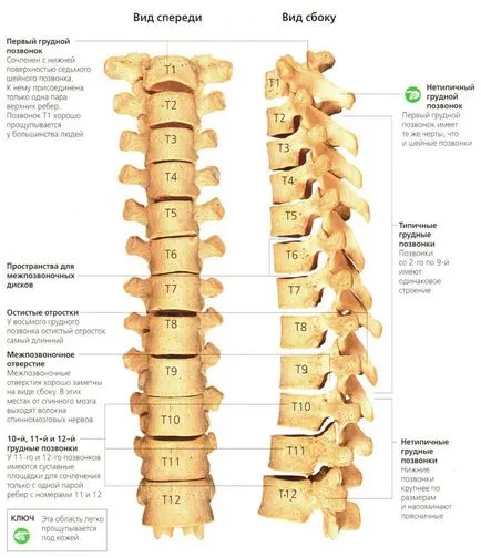 coloanei vertebrale fotografie