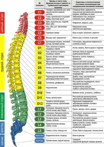 coloanei vertebrale fotografie