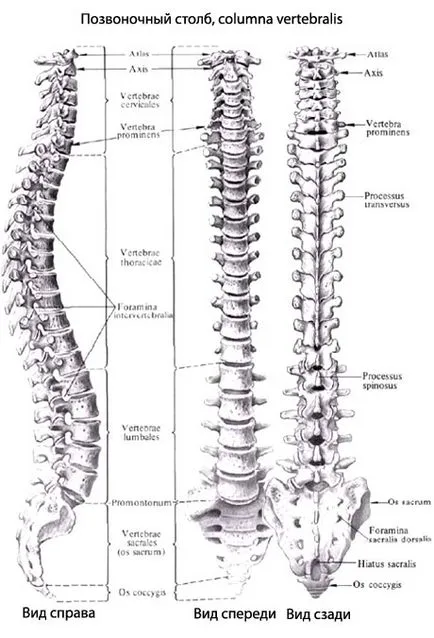 coloanei vertebrale fotografie