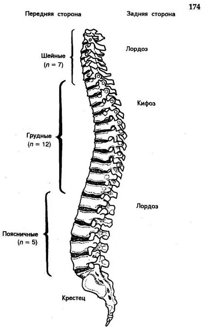 coloanei vertebrale fotografie