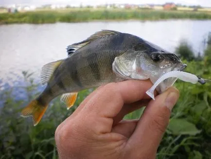 A csali twister sügér, csuka és süllő