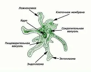 Protists este un astfel de domeniu macrosystem