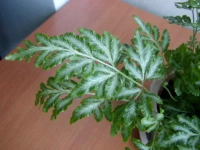 Pteris îngrijire Fern la udare acasă și transplantare