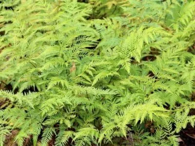 Pteris îngrijire Fern la udare acasă și transplantare