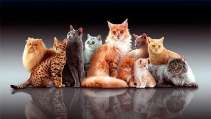Propian macskák - főleg a modern takarmány, hasznos és káros tulajdonságokat