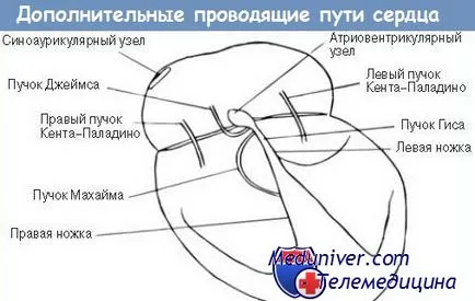 Сърдечната проводимост система - снопа от Неговите, Purkinje влакна