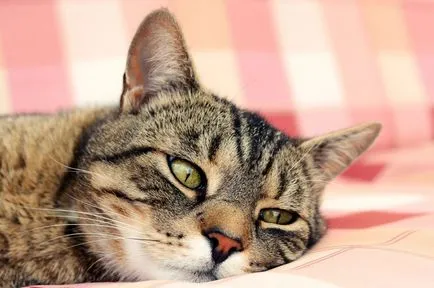 Megfázás macskáknál - tünetek és kezelés