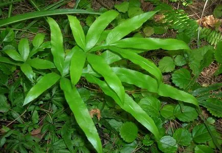 Pteris снимки, мнения и как да се грижим за папрати