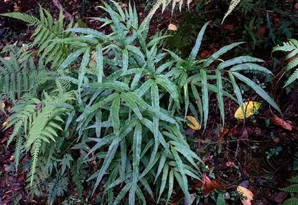 Pteris снимки, мнения и как да се грижим за папрати