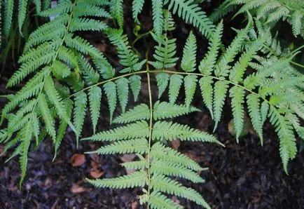 Pteris снимки, мнения и как да се грижим за папрати