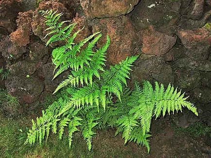 Pteris снимки, мнения и как да се грижим за папрати