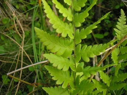 Pteris как да се грижи за папрати у дома