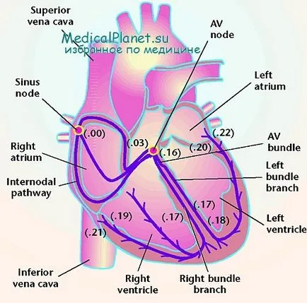 Sistem de conducere cardiacă - mănunchiul de fibre, Lui Purkinje