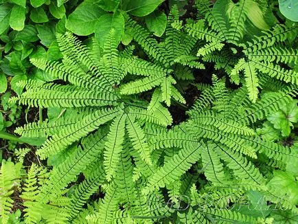 ferigă plantelor proprietăți magice, tipuri, cum să crească